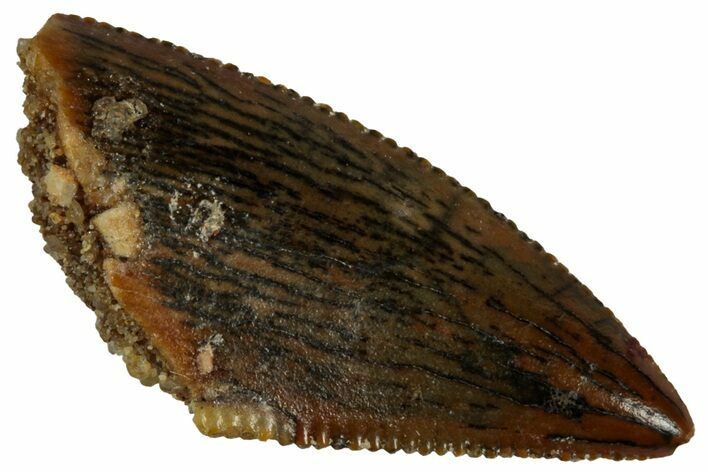 Serrated Raptor Premaxillary Tooth - Real Dinosaur Tooth #296766